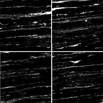 Керамогранит Blanco Portoro Glamour 60х60